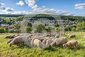 Flock Of Sheep in the Taunus mountains