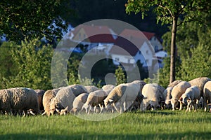 Flock of Sheep in the Taunus mountains
