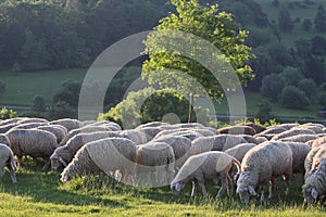 Flock of Sheep in the Taunus mountains