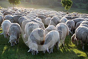 Flock of Sheep in the Taunus mountains