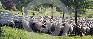 Flock of Sheep in the Taunus mountains