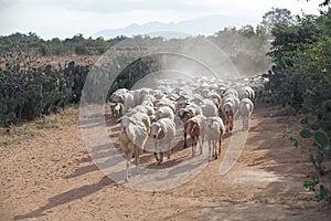 Flock of sheep to the barn , Ninh Thuan, Vietnam