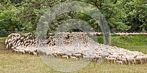 Flock of sheep during transhumance