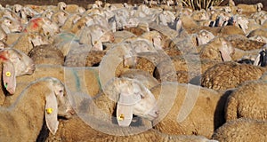 Flock of sheep on transhumance. Close up.