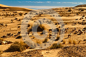 A flock of sheep Tunisia, Africa