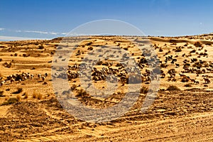 A flock of sheep Tunisia, Africa