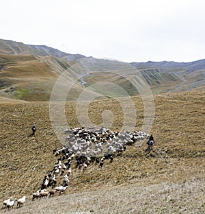 Flock of sheep and two shepherds on horseback move through the mountain pasture