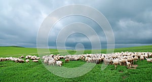 Flock of sheep under dark cloud
