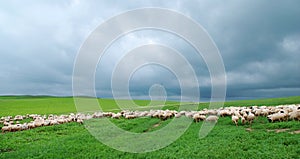 Flock of sheep under dark cloud