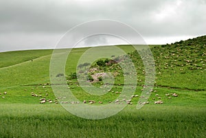 Flock of sheep under dark cloud