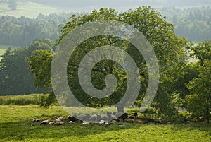 Flock of sheep under a tree