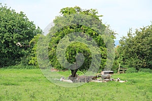 Flock of sheep under the tree in the shadow in Wales.