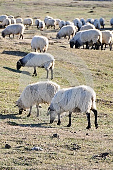 Flock of sheep at Urbasa range, Navarre photo