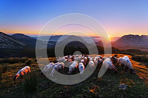 Flock of sheep in Urkiola at sunrise