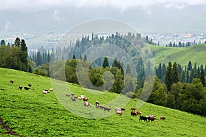 The flock of sheep in Valley grassland