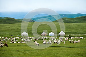 The flock of sheep in Valley grassland