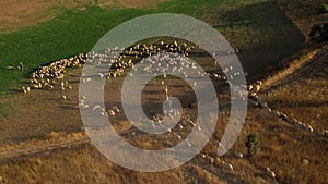Flock of sheep view from a drone