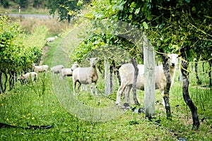 A flock of sheep at vineyard curiously stare into the camera