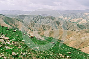 Flock of sheep walking across a rocky grass field on a hill under a cloudy sky.