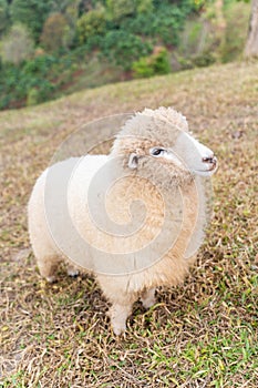 flock of sheep are walking in the meadow