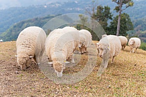 flock of sheep are walking in the meadow