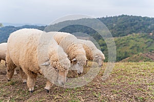 flock of sheep are walking in the meadow