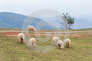 flock of sheep are walking in the meadow