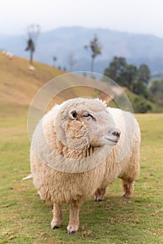 flock of sheep are walking in the meadow