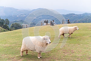 flock of sheep are walking in the meadow