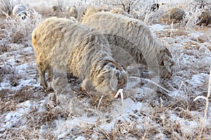 Flock of sheep in winter