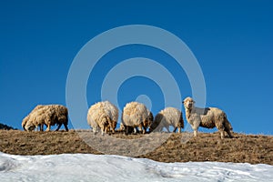 Flock of sheep in winter time in Transylvania at the farm