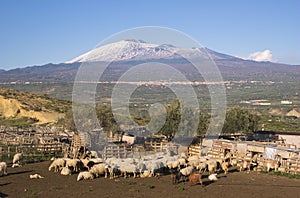 Flock In A Sheepfold