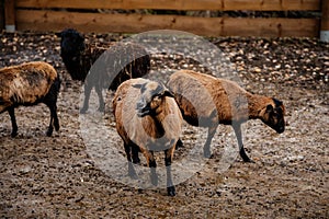 Flock in sheepfold, farm livestock pen of countryside in winter day, Brown woolly sheep and goats family with lambs standing in