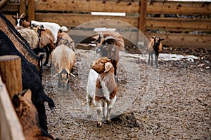 Flock in sheepfold, farm livestock pen of countryside in winter day, Brown woolly sheep and goats family with lambs standing in