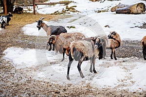 Flock in sheepfold, farm livestock pen of countryside in winter day, Brown woolly sheep and goats family with lambs standing in