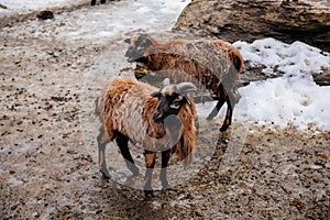 Flock in sheepfold, farm livestock pen of countryside in winter day, Brown woolly sheep and goats family with lambs standing in