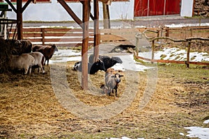 Flock in sheepfold, farm livestock pen of countryside in winter day, Brown woolly sheep and goats family with lambs standing in