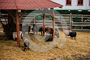 Flock in sheepfold, farm livestock pen of countryside in winter day, Brown woolly sheep and goats family with lambs standing in