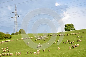 Flock of sheeps feed on grass on green meadow next to electric pillar