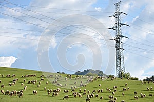 Stádo oviec sa živí trávou na zelenej lúke vedľa elektrického stĺpa
