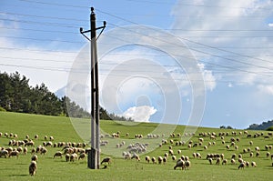 Flock of sheeps feed on grass on green meadow next to electric pillar