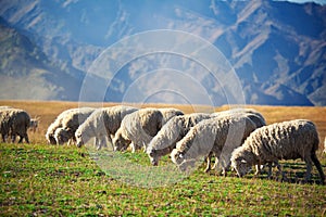 Flock of sheeps feeding in mountains