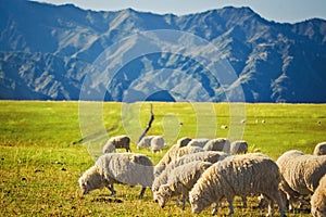 Flock of sheeps feeding in mountains