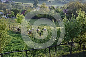 Flock of sheeps in the garden