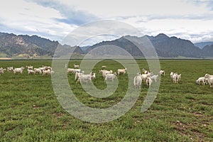 A flock of sheeps on grassland