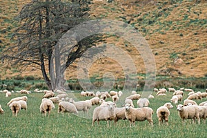 Flock of sheeps grazing in green farm in New Zealand, Green color tone effected. I