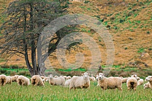 Flock of sheeps grazing in green farm in New Zealand, Green color tone effected. I