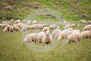 Flock of sheeps grazing in green farm in New Zealand I