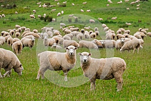 Flock of sheeps grazing in green farm in New Zealand I