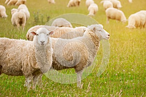 Flock of sheeps grazing in green farm in New Zealand with warm sunlight effect. I